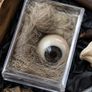 The Forgotten Curator Curators Tray No 1 of 30 Oddity Curiosity Collection Image 4