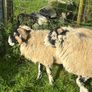 Swaledale Rams Image 7