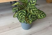 houseplant