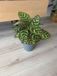 houseplant