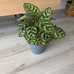 houseplant