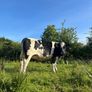 5 star 3rd calver Image 2