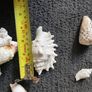Shells Image 6