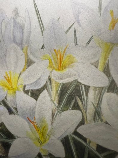 Original E.A. McEwen Watercolour - Crocuses - Signed - Belfast Artist