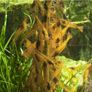 Shrimp Lollies - Algae Power Image 2