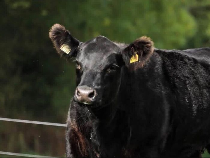3 select Aberdeen Angus bulls & 2 choice heifers