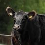 5 Choice Heifers and 6 Select Bulls Image 8