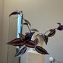 tradescantia plant Image 3