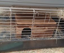 Rabbit cage