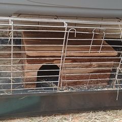 Rabbit cage