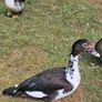 Muscovy drakes Image 3