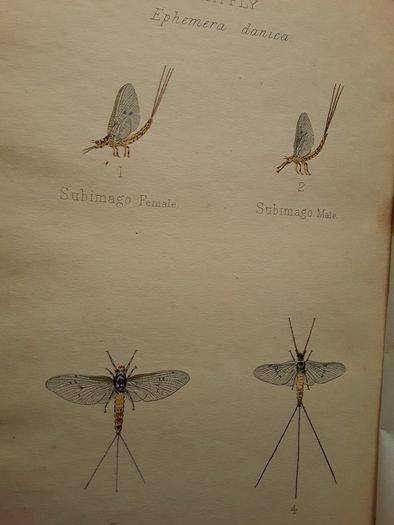 Vintage Fly fishing book