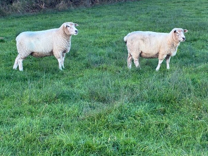 Pedigree Galway ewes