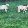 Pedigree Galway ewes Image 3