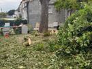 Cut down tree/Garden clearance Image 9