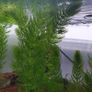 Ceratophyllum demersum - Hornwort (Oxegenator) 4szt - 15-20cm Image 2