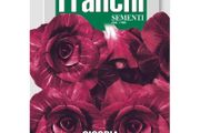 (C) Fr. Chicory seeds Rossa Verona Tradiva Large 12g pack (806370)