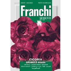 (C) Fr. Chicory seeds Rossa Verona Tradiva Large 12g pack (806370)