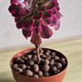 Aeonium chanel Image 2