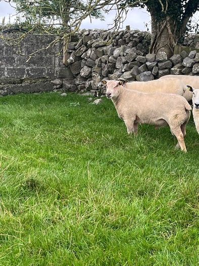 Charolias 5 star pure bred ram