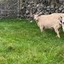 Charolias 5 star pure bred ram Image 5