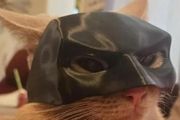 cat bat mask