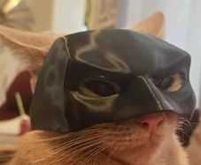 cat bat mask