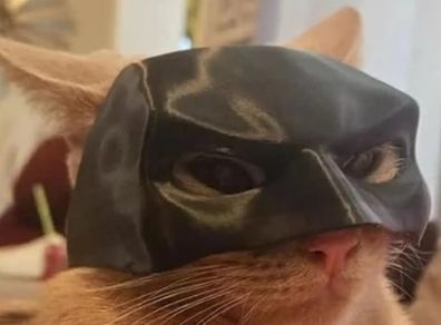 cat bat mask