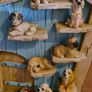 dog Image 4