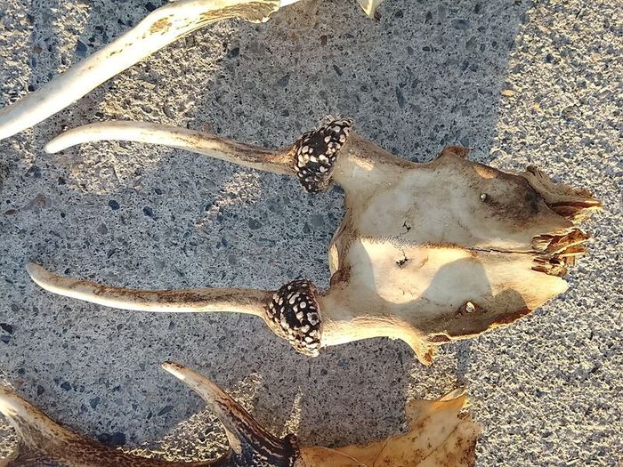deer antlers