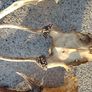 deer antlers Image 5