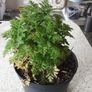 Feverfew plant Image 2