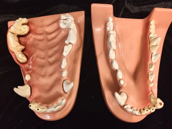 Vintage Canine Jaw Model