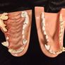 Vintage Canine Jaw Model Image 7
