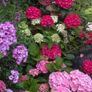 Hydrangea Image 5