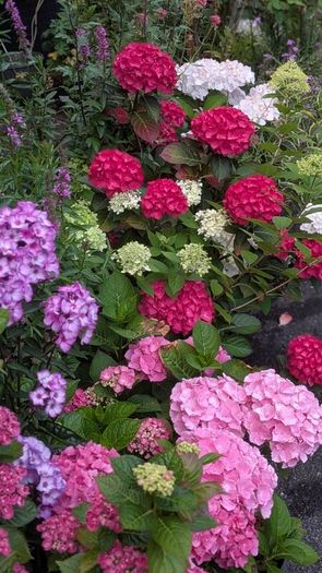 Hydrangea