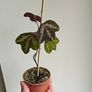 Passiflora trifascinata - rooted small plant Image 5