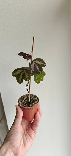 Passiflora trifascinata - rooted small plant