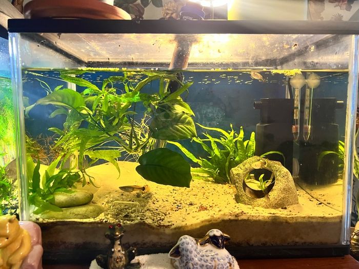 Fish tank
