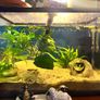 Fish tank Image 3