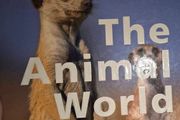 The animal world