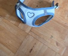 dog harness