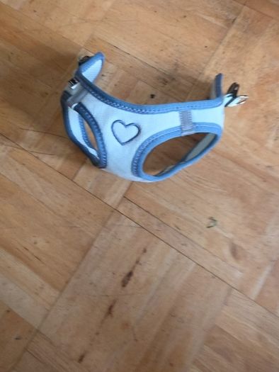 dog harness