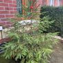 Fir tree Image 8