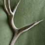 Deer Antlers (30" high) Image 5