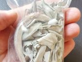Small Abalone shell with loose leaf white sage for smudging to cleanse negative energies