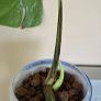 Monstera Thai Constellation Image 3
