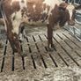 Shorthorn cows Image 9