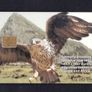 2000 Gibraltar 100 unit Bonelli's Eagle (Siemens - S5 (Module 33)) Phonecard Image 2