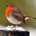 Robin30